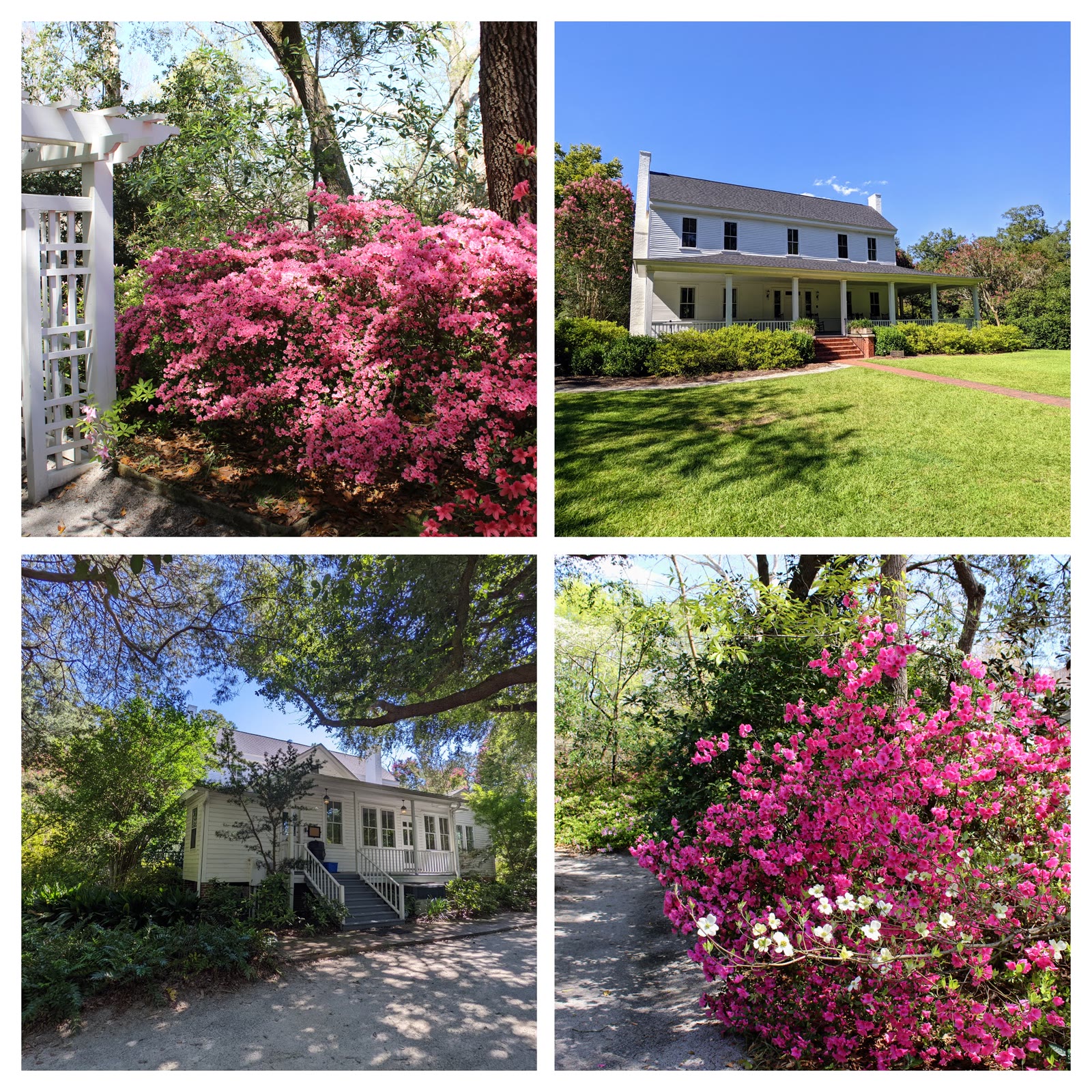 Kalmia Gardens in Hartsville, the 35-acre garden given to Coker University by the Coker family